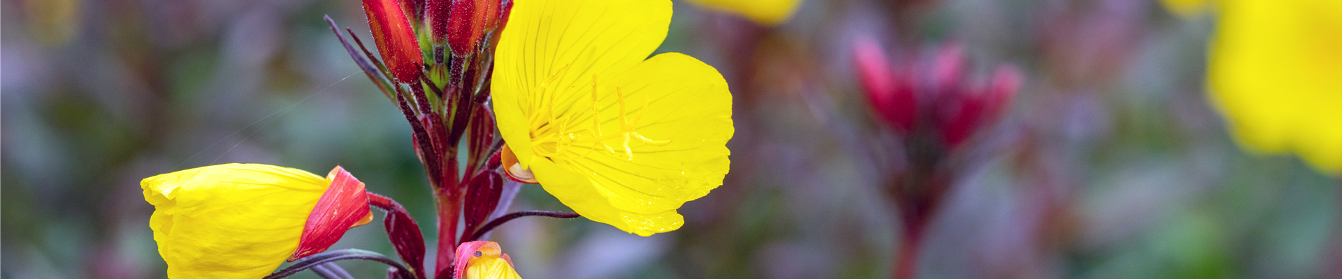 Oenothera fruticosa 'Fyrverkeri'