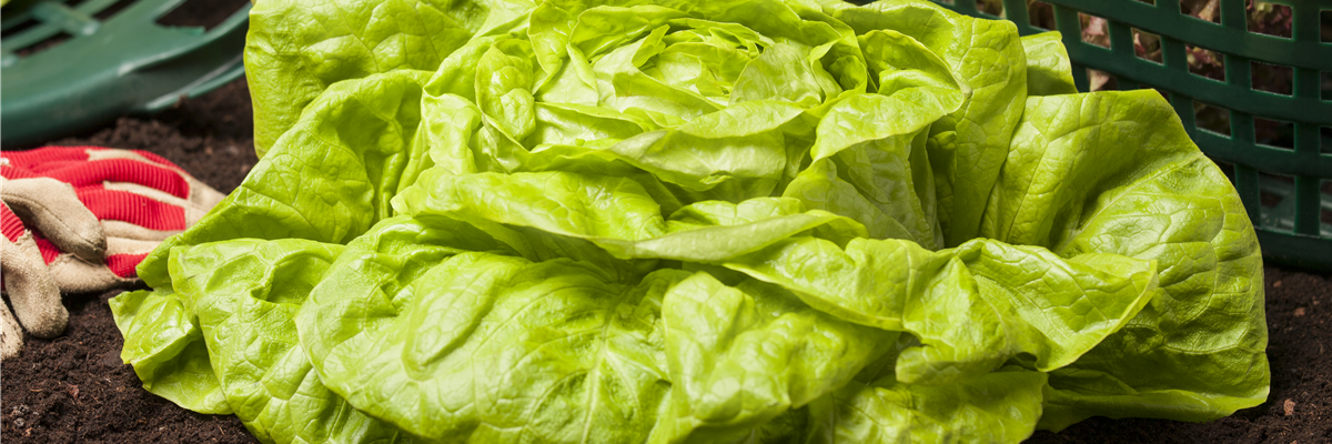 Lactuca sativa var. capitata