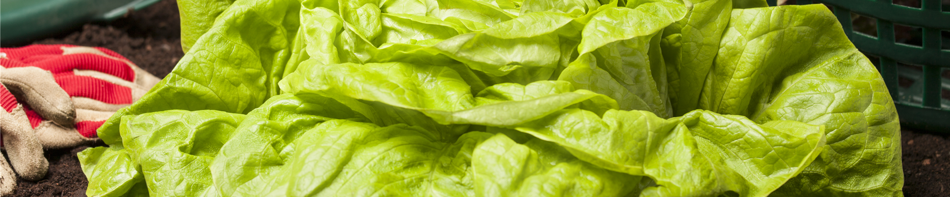 Lactuca sativa var. capitata