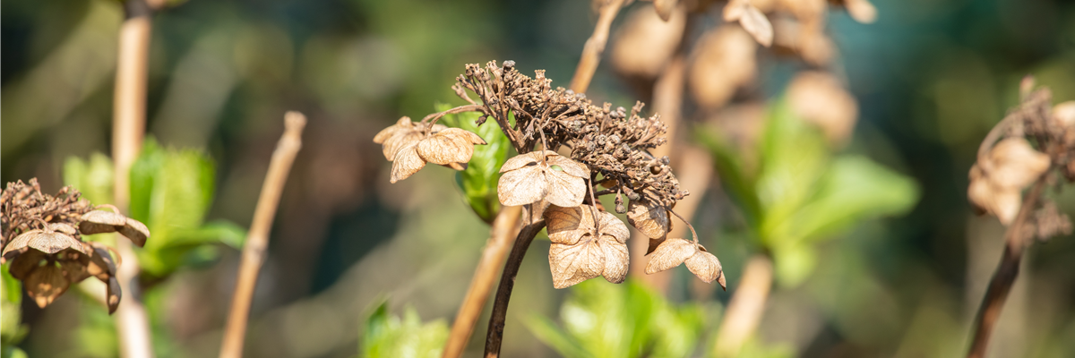 Hortensien schneiden ist gar nicht so einfach – oder doch?
