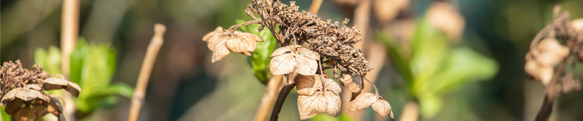Hortensien schneiden ist gar nicht so einfach – oder doch?
