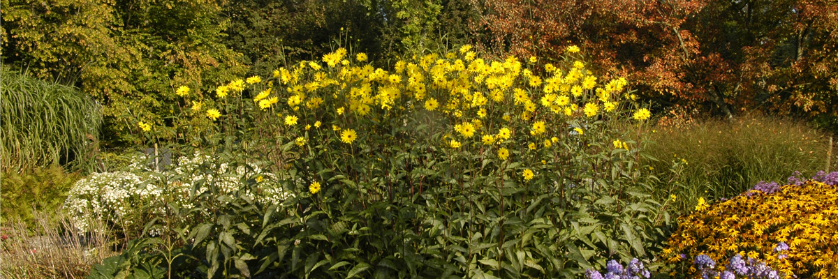 Helianthus atrorubens