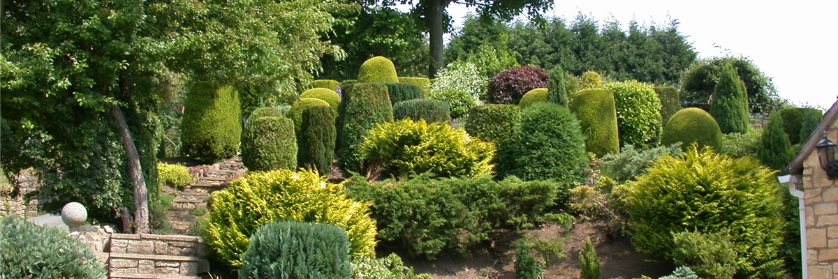 Die Koniferen überzeugen durch ihre eindrucksvolle Vielfalt