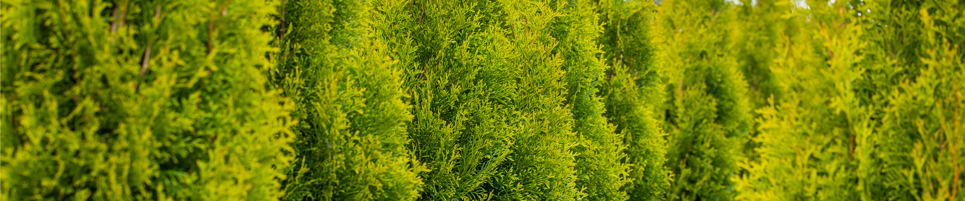 Thuja occidentalis 'Smaragd'