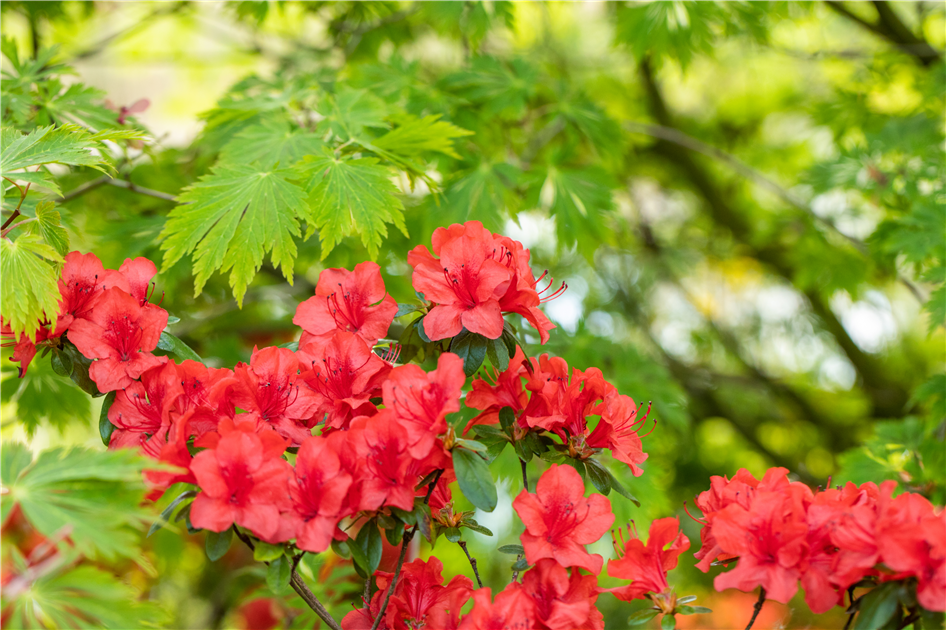 Gartengestaltung mit Rhododendron - Schnheit im Garten - Fiedlers Garten &  Hobbyland