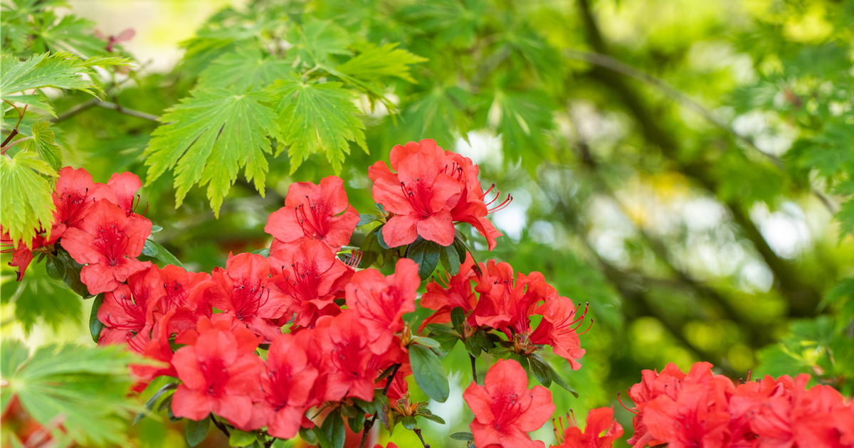 Gartengestaltung mit Rhododendron - Schnheit im Garten - Fiedlers Garten &  Hobbyland