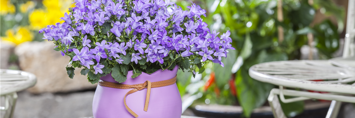 Campanula poscharskyana