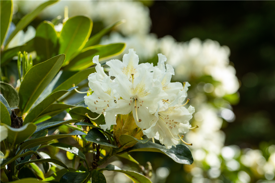 Gartengestaltung mit Rhododendron - Schnheit im Garten - Fiedlers Garten &  Hobbyland