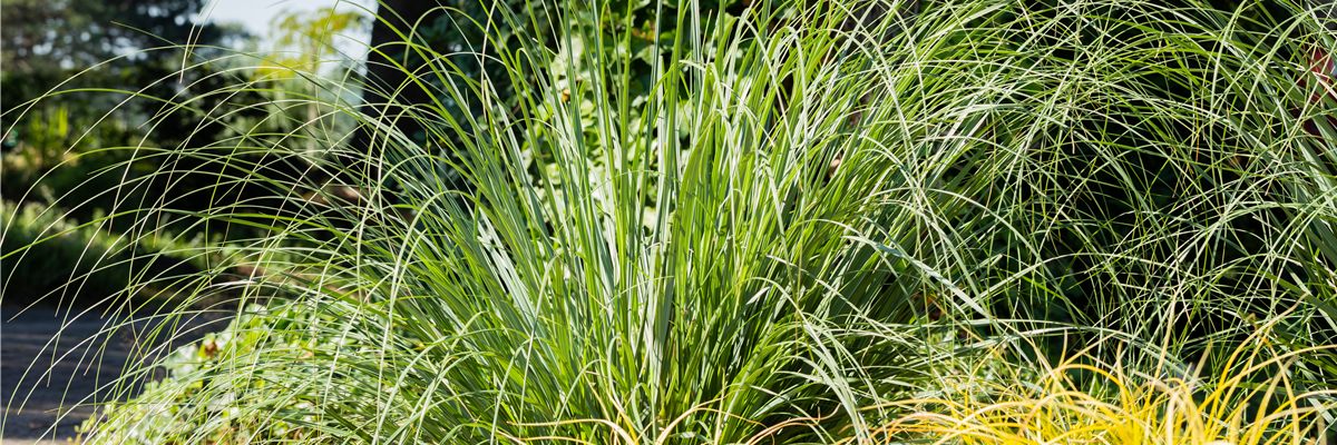 Calamagrostis x acutiflora