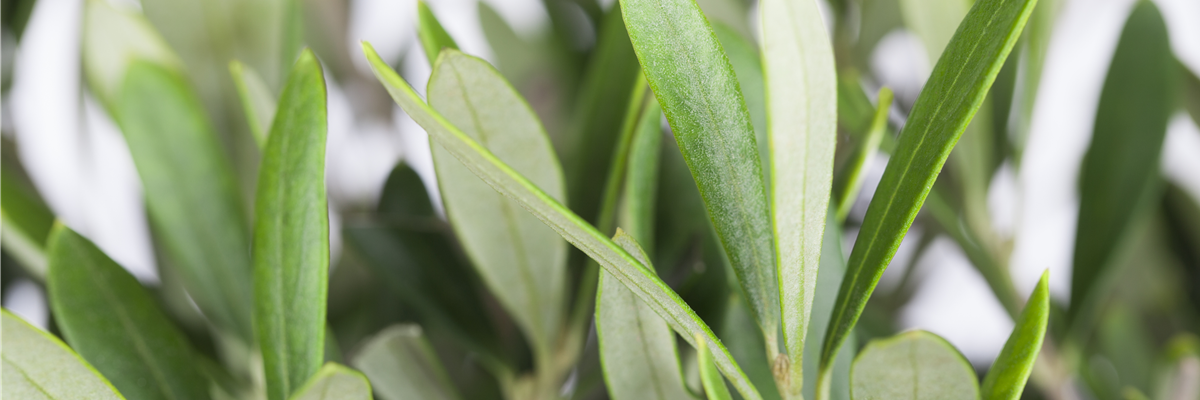Olea europaea
