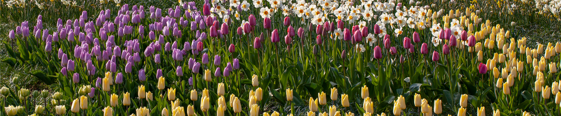 Blumenzwiebeln als Frühjahrsboten – eine farbenfrohe Zeit
