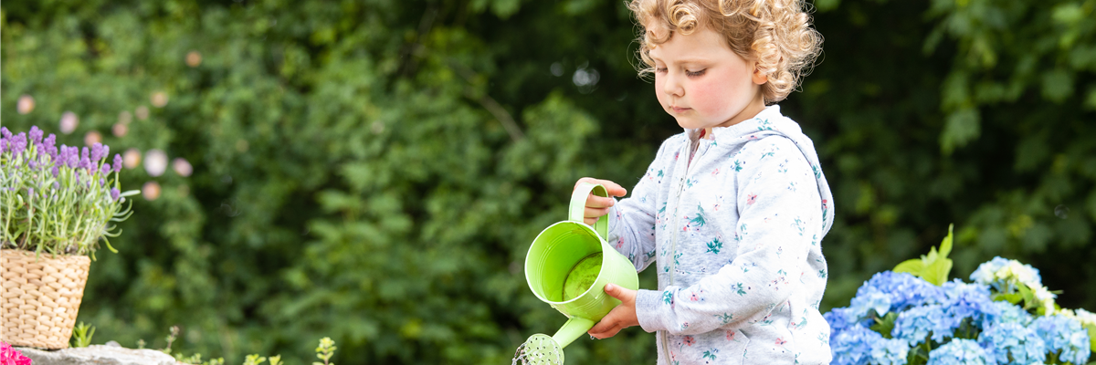 Für bunte Blütenpracht Hortensien pflegen und richtig düngen