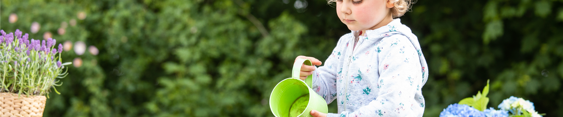 Für bunte Blütenpracht Hortensien pflegen und richtig düngen