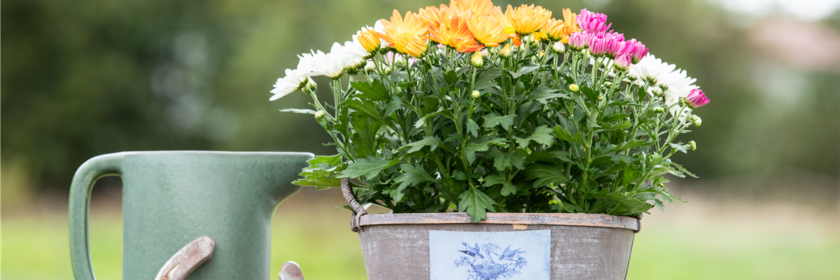 Chrysanthemum indicum 'Quatro'