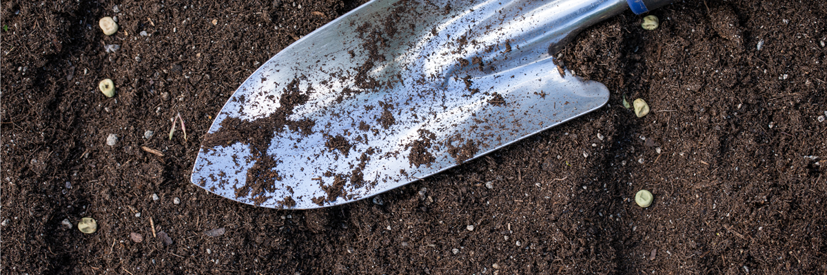 Mit dem passenden Saatgut für das Gewächshaus Gemüse anbauen