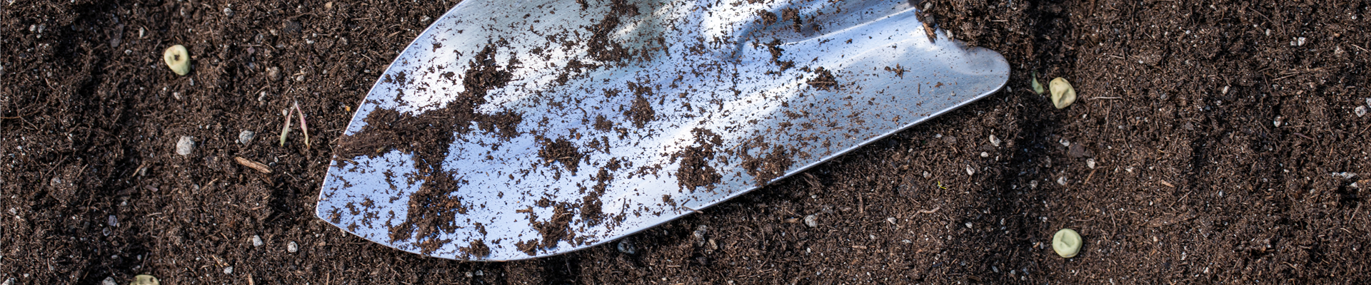 Mit dem passenden Saatgut für das Gewächshaus Gemüse anbauen