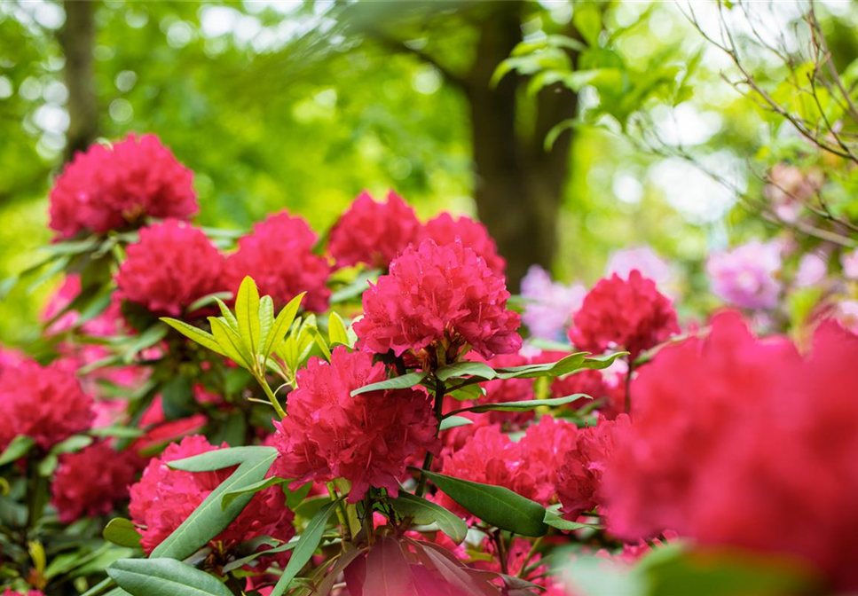 Rhododendron schneiden und pflegen  so gelingt es - Fiedlers Garten &  Hobbyland