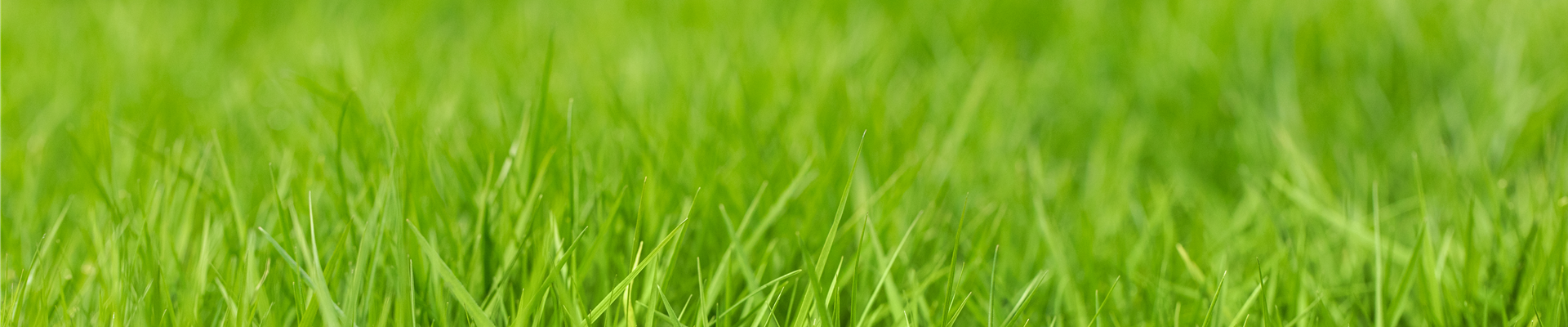 Völlig von der Rolle – Rollrasen im Garten