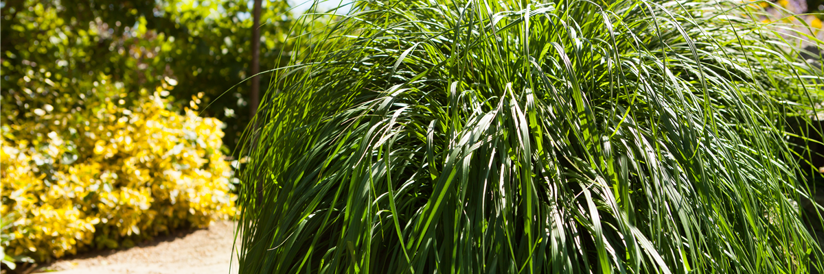 Pennisetum alopecuroides