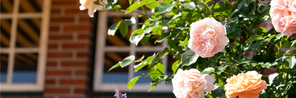 Strauchrose, lachsrosa