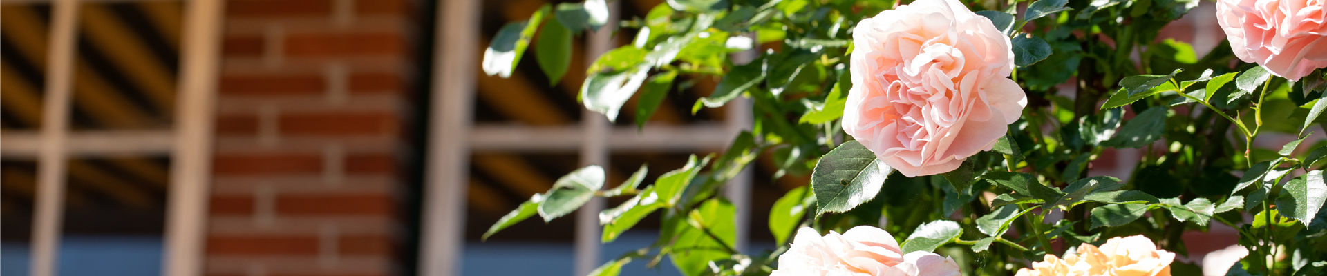 Strauchrose, lachsrosa