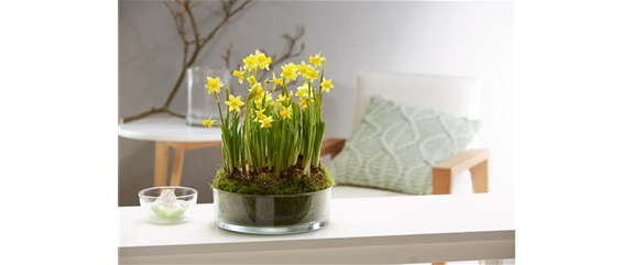 PFLANZE DES MONATS FEBRUAR: NARZISSE