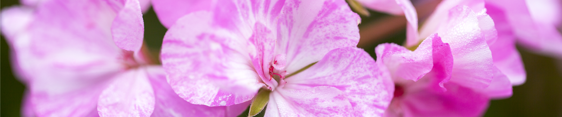 Pelargonium zonale