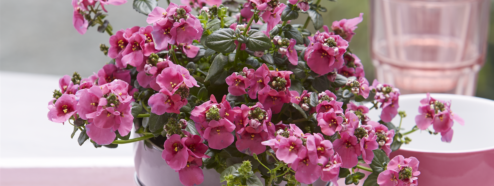Elfensporn
