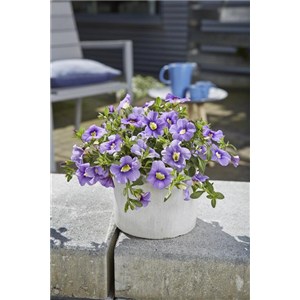 PFLANZE DES MONATS MAI: ZAUBERGLÖCKCHEN