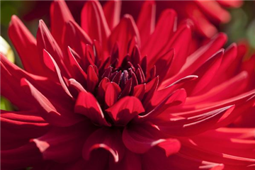 DAHLIEN - BLüHWUNDER IM HOCHSOMMER