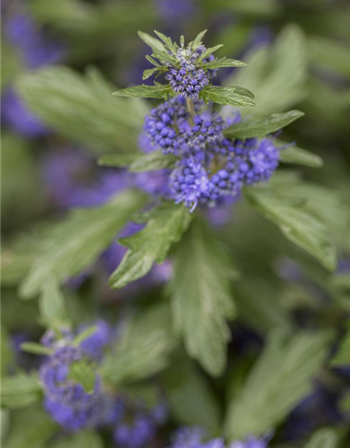 Caryopteris clanodensis