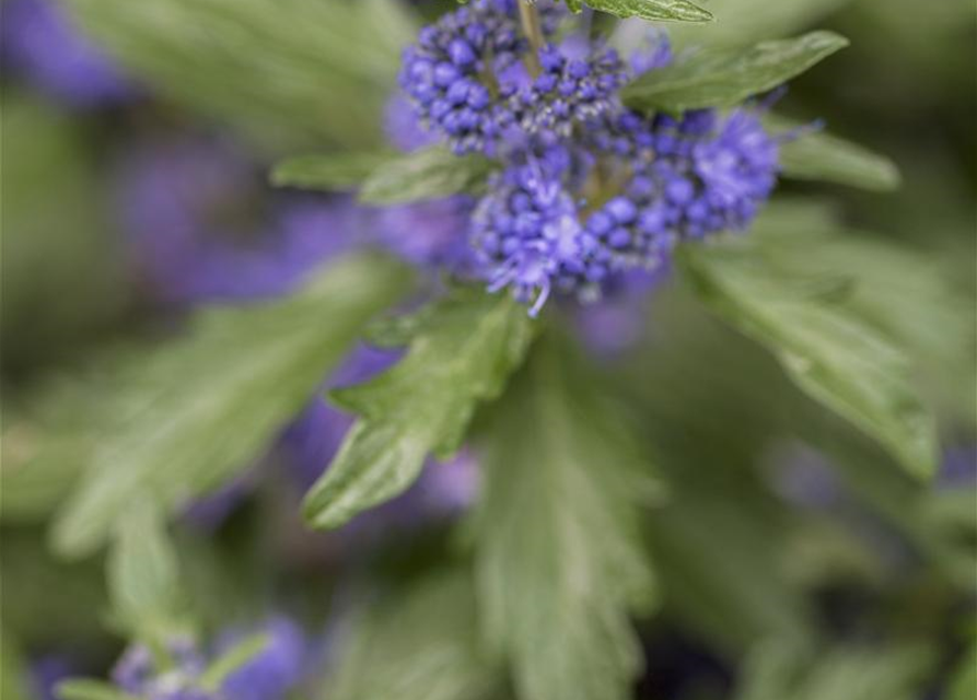 Caryopteris clanodensis