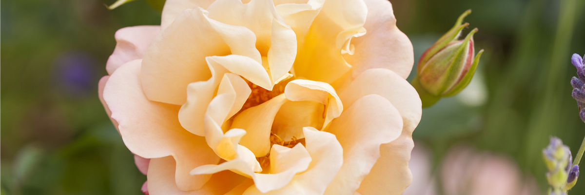 Kleinstrauchrose, lachsrosa