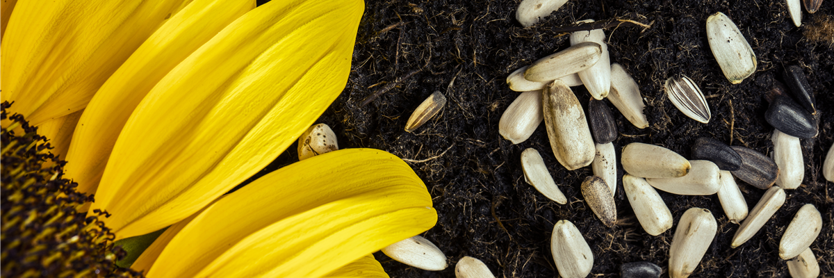Sonnenblumensamen auf Erde
