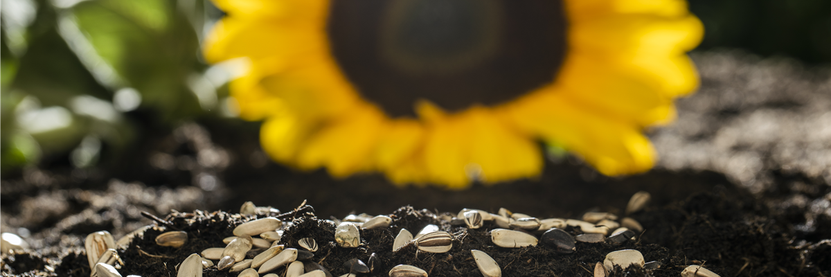 Sonnenblumensamen auf Erde