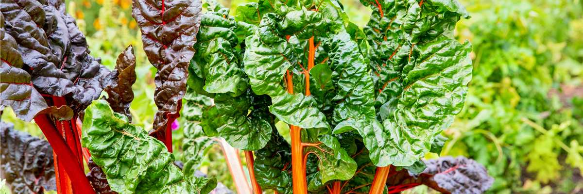 Beta vulgaris var. cicla