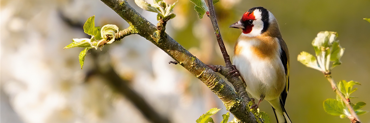 GARTENTIER DES JAHRES - STIEGLITZ