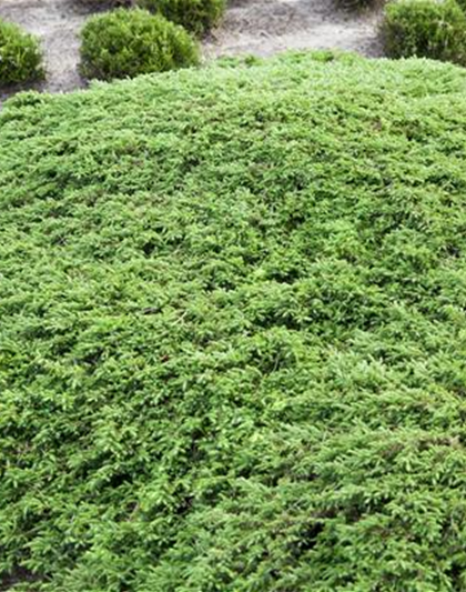 Juniperus com.'Green Carpet'