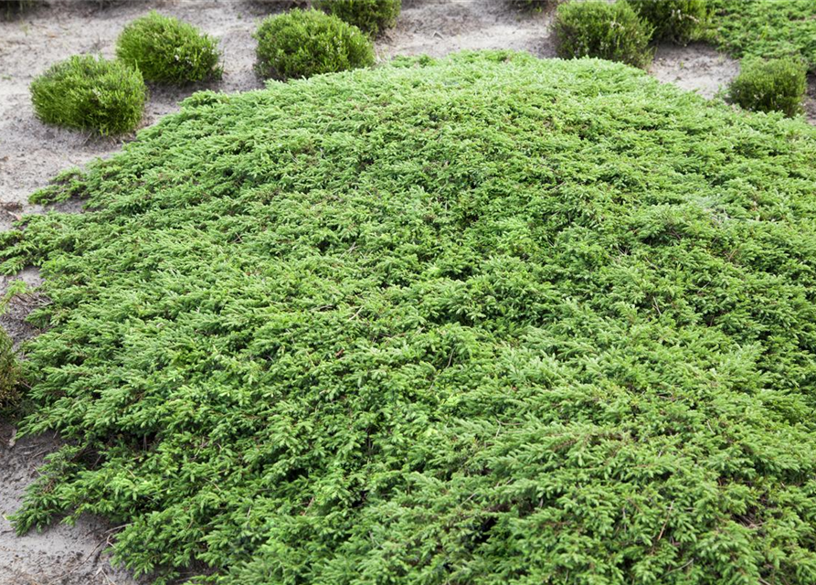 Juniperus com.'Green Carpet'