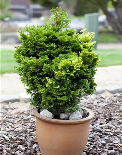 Chamaecyparis obtusa