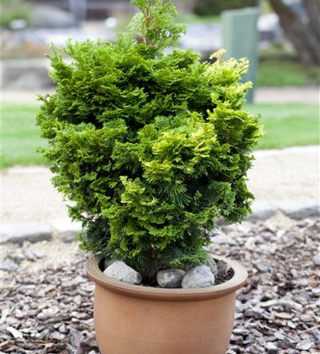Chamaecyparis obtusa
