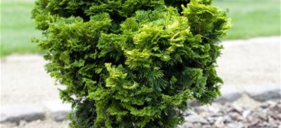 Chamaecyparis obtusa