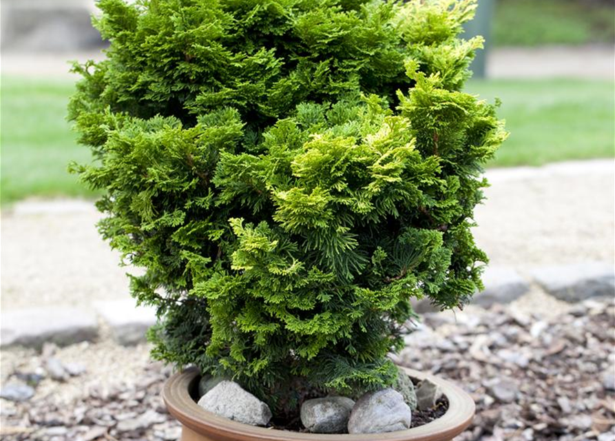 Chamaecyparis obtusa