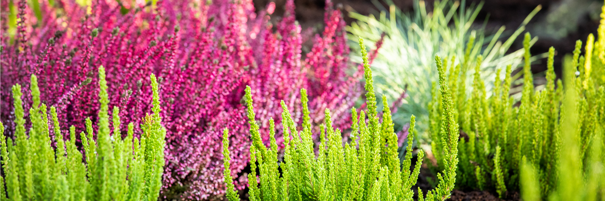 Die Sommerheide bringt Farbe in den Herbst