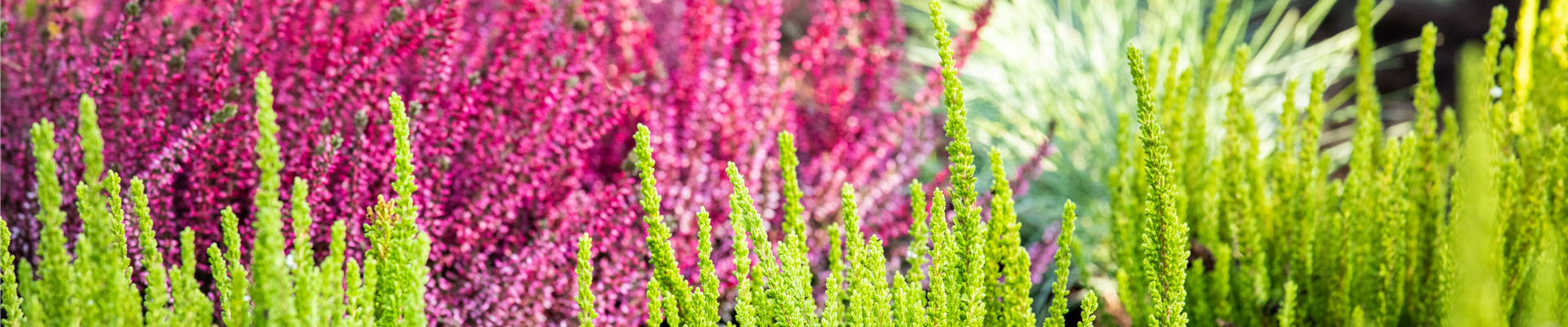 Die Sommerheide bringt Farbe in den Herbst