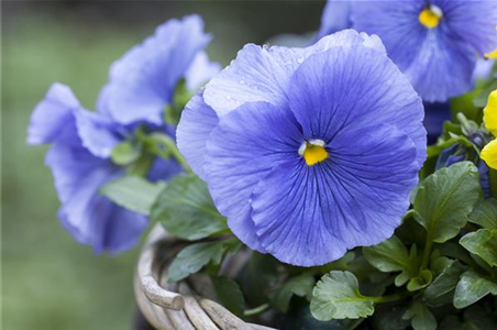 STIEFMÜTTERCHEN SIND WINTERRESISTENT