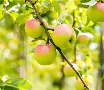 STREUOBSTWIESE - GESUNDHEIT ZUM SELBERPFLüCKEN