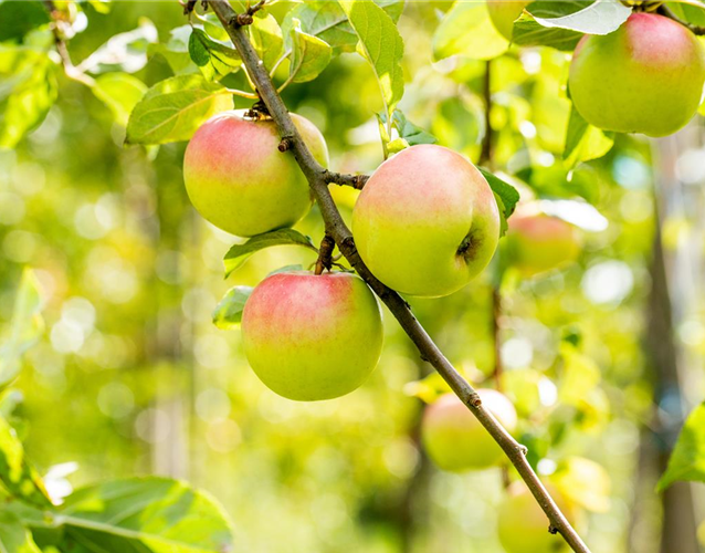 STREUOBSTWIESE - GESUNDHEIT ZUM SELBERPFLüCKEN