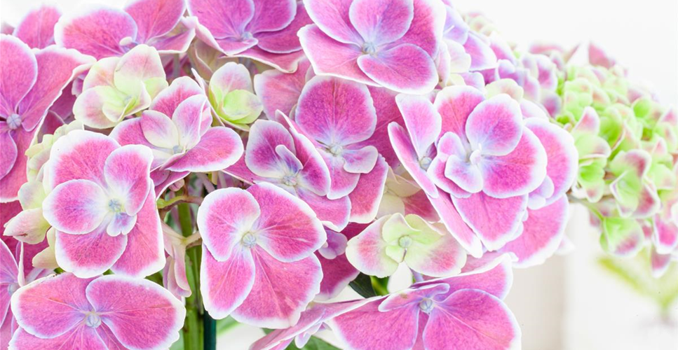 DIE BELIEBTESTEN ZIMMERPFLANZEN