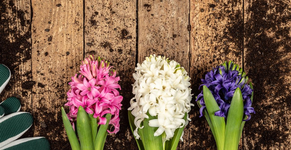 DER FRüHLING WIRD BUNT